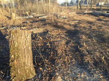 В городе Ельце происходит уничтожение парка 40-летия Октября!