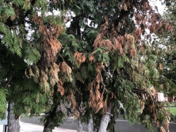 Общественность Ельца требует наказать ответственных и виновных лиц и привлечь их к уголовной ответственности!