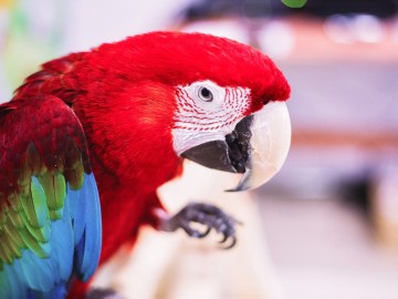 Дом экзотических животных 