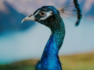 Дом экзотических животных 