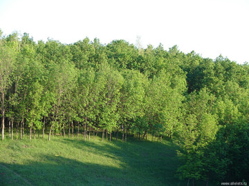 Парк Сорокалетия Октября