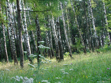 Парк Сорокалетия Октября