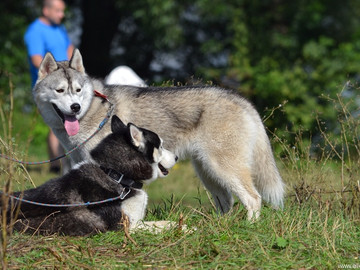 Ладейное поле - 2016