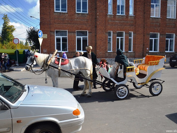 Антоновские яблоки - 2016