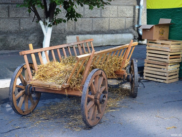 Антоновские яблоки - 2016