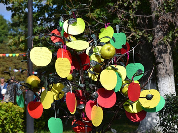 Антоновские яблоки - 2016