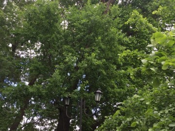 Я люблю свой город Елец!