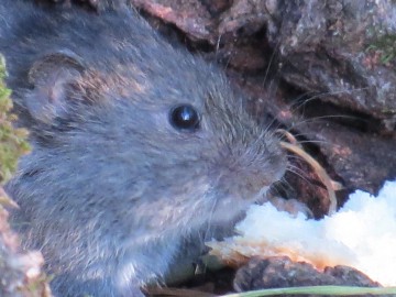 Несанкционированная свалка в Ельце