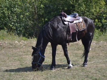 Фестиваль «Ладейное поле - 2017»