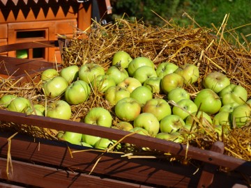 Фестиваль «Антоновские яблоки»