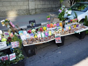 Фестиваль «Антоновские яблоки»