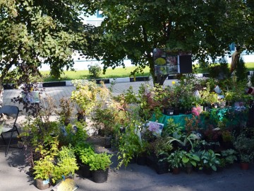 Фестиваль «Антоновские яблоки»