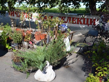 Фестиваль «Антоновские яблоки»