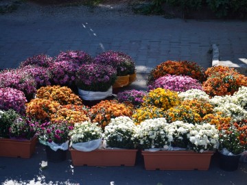 Фестиваль «Антоновские яблоки»