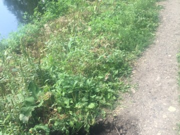 Петровский парк в Ельце преобразился?